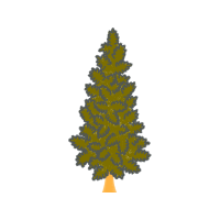 Sitka Spruce Christmas Sitka Spruce Christmas