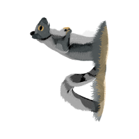 Eastern Diamondback Rattlesnake Easter Eastern Diamondback Rattlesnake Easter