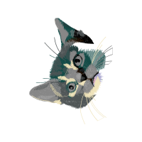 Eastern Screech Owl Easter Eastern Screech Owl Easter