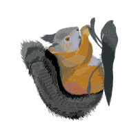 Laughing Kookaburra Easter Laughing Kookaburra Easter