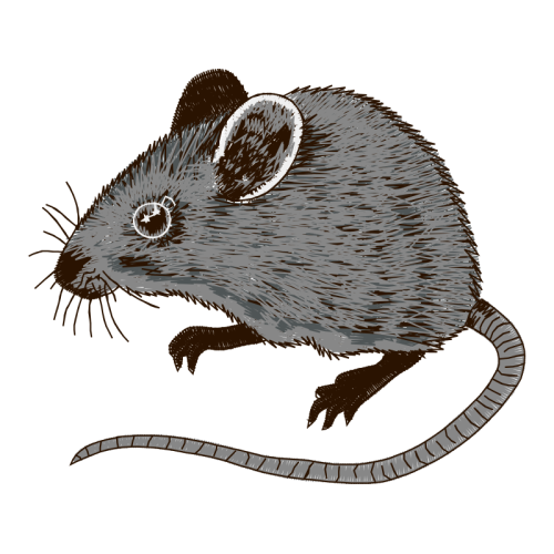 Marsh Rice Rat Easter Marsh Rice Rat Easter