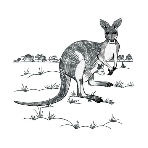 Red Kangaroo Easter Red Kangaroo Easter