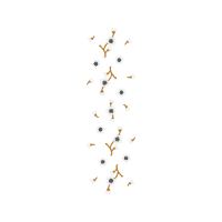 Chinese New Year New Year