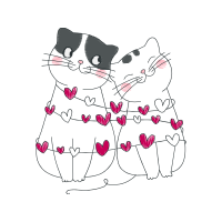 American Shorthair Valentine American Shorthair Valentine