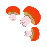 Agaricus Other Agaricus Other