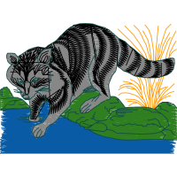 American Shorthair Other American Shorthair Other