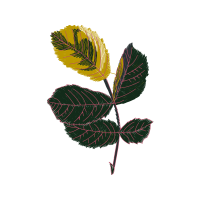 Banksia Other Banksia Other