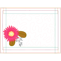 Barberton Daisy Other Barberton Daisy Other