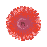 Barberton Daisy Other Barberton Daisy Other