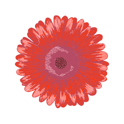 Barberton Daisy Other Barberton Daisy Other