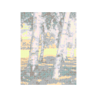 Birch Other Birch Other