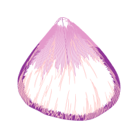 Bivalvia Other Bivalvia Other