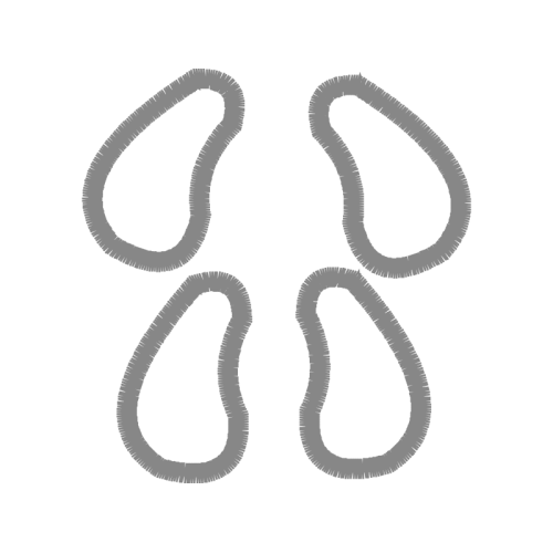 Brahminy Blind Snake Other Brahminy Blind Snake Other