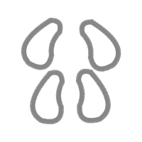 Brahminy Blind Snake Other