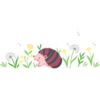 Burnt Tip Orchid Other