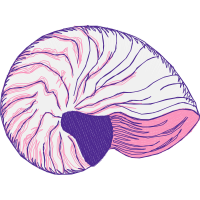 Chambered Nautilus Other