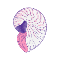 Chambered Nautilus Other