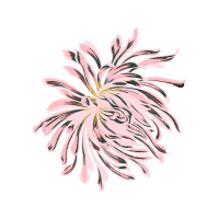 Chrysanthemum Other