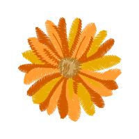 Chrysanthemum Other