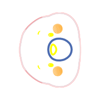 Circle Other