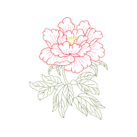 Common Peony Other