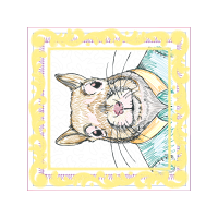 European Shorthair Other