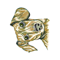 Frogs Other