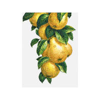 Fruit Other