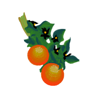 Grapefruit Other
