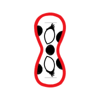 Graphic Other