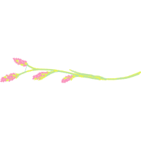 Graphic Other