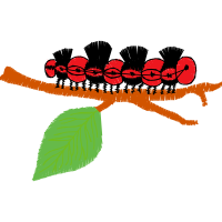 Graphic Other