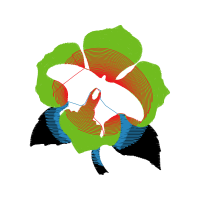Graphic Other