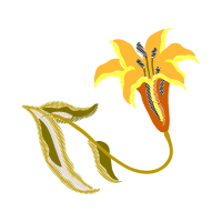 Graphic Other