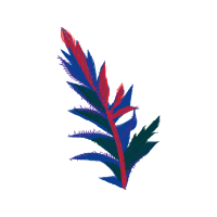 Graphic Other