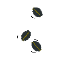 Graphic Other