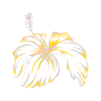 Graphic Other