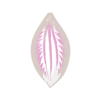 Graphic Other