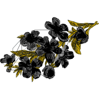 Graphic Other