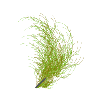 Grasses Other