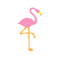 Greater Flamingo Other