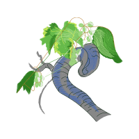 Grey Alder Other