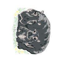 Hamster Other