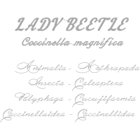 Handwriting Other