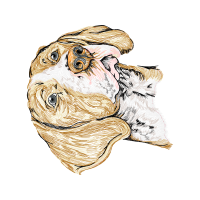 Havanese Other