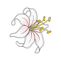 Hippeastrum Other