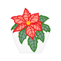 Hippeastrum Other