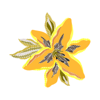 Hippeastrum Other