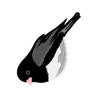 Humpback Whale Other
