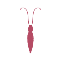 Illustration Other